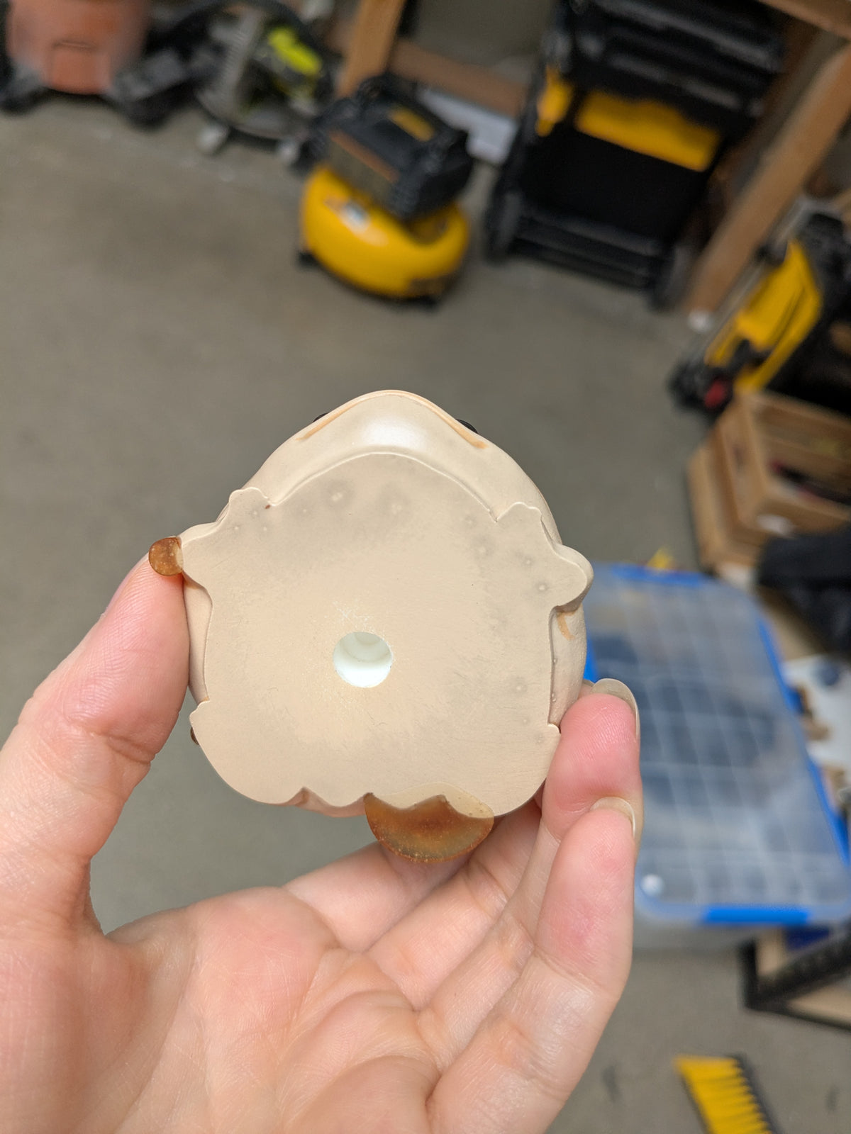 Pancake Frog | B Grade