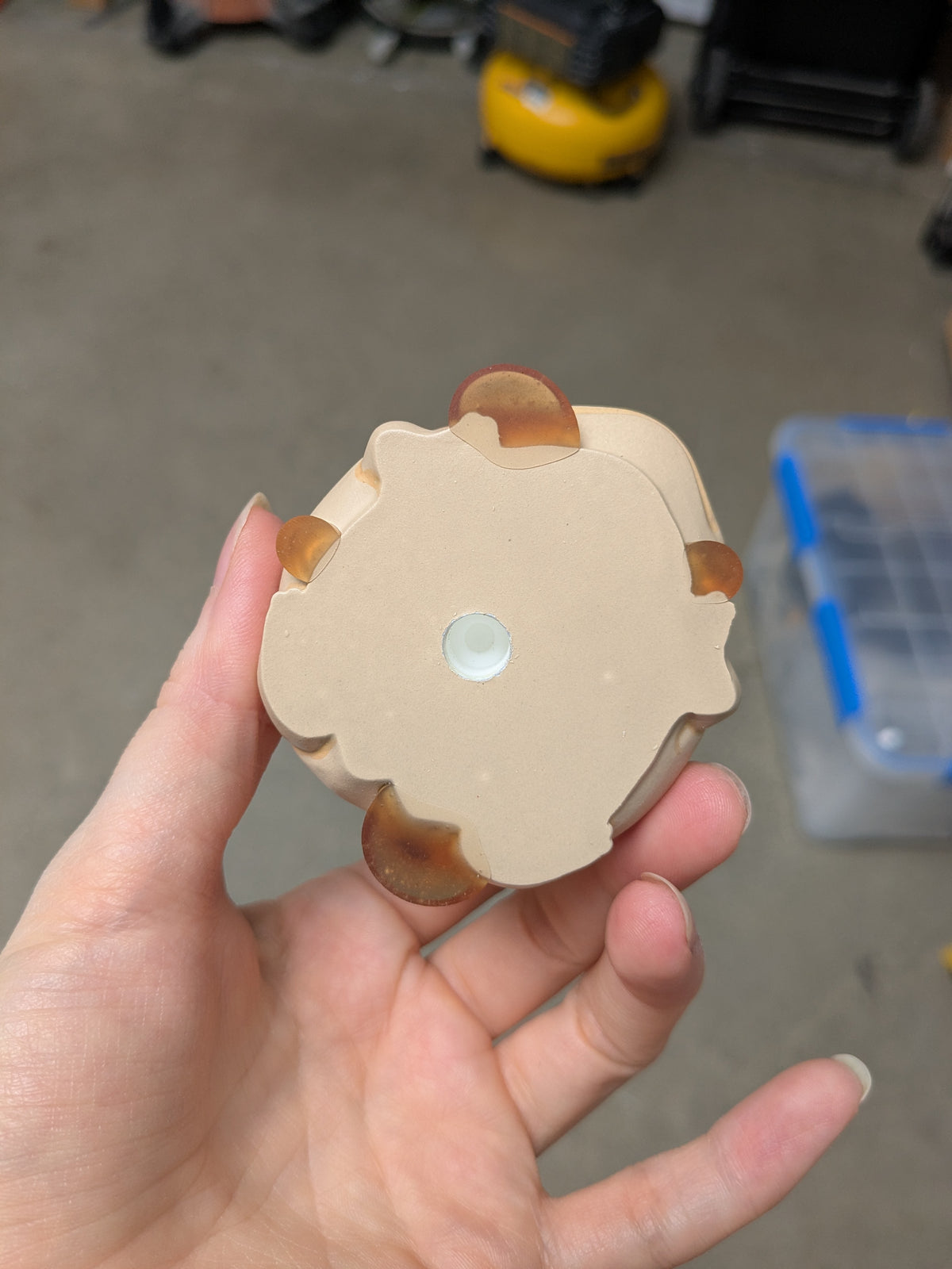 Pancake Frog | B Grade